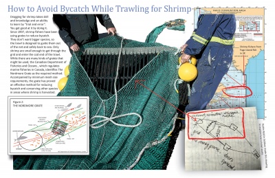 How to Avoid Bycatch While Trawling for Shrimp