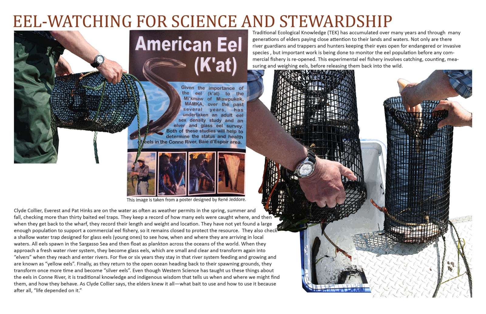 Eel-watching for Science and Stewardship