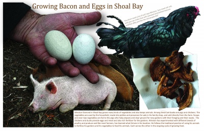 Growing Bacon and Eggs in Shoal Bay