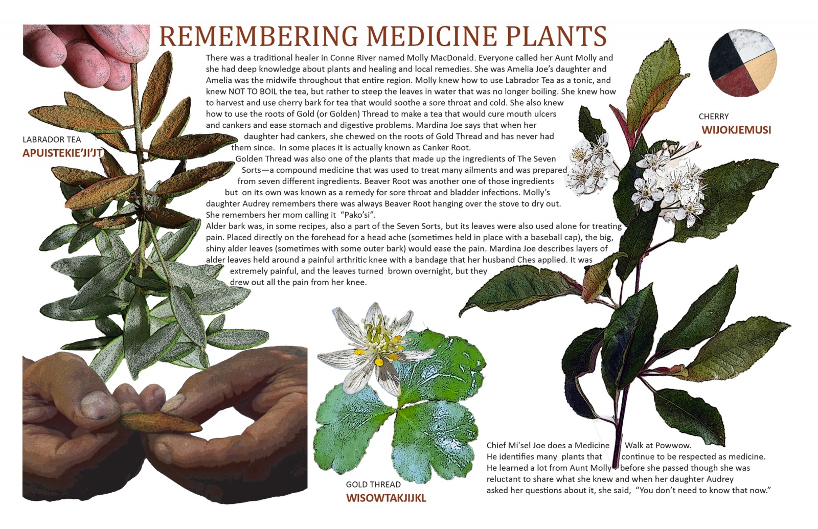Remembering Medicine Plants
