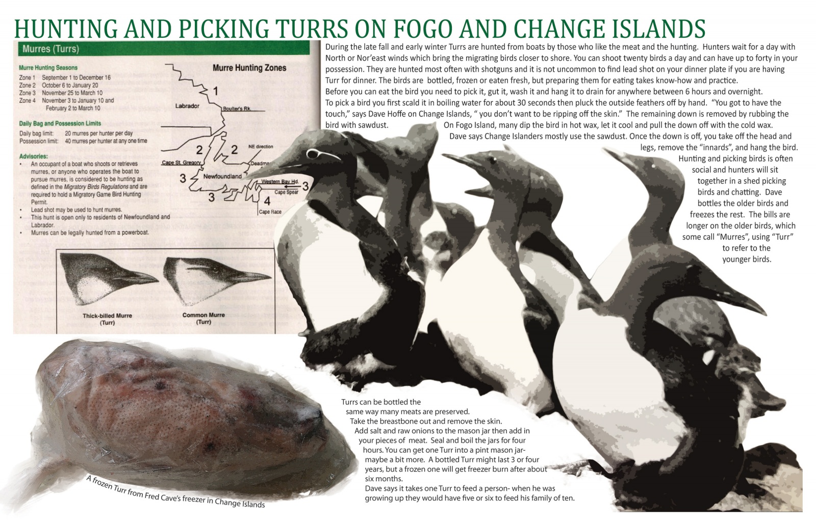 Hunting and Picking Turrs on Fogo and Change Islands