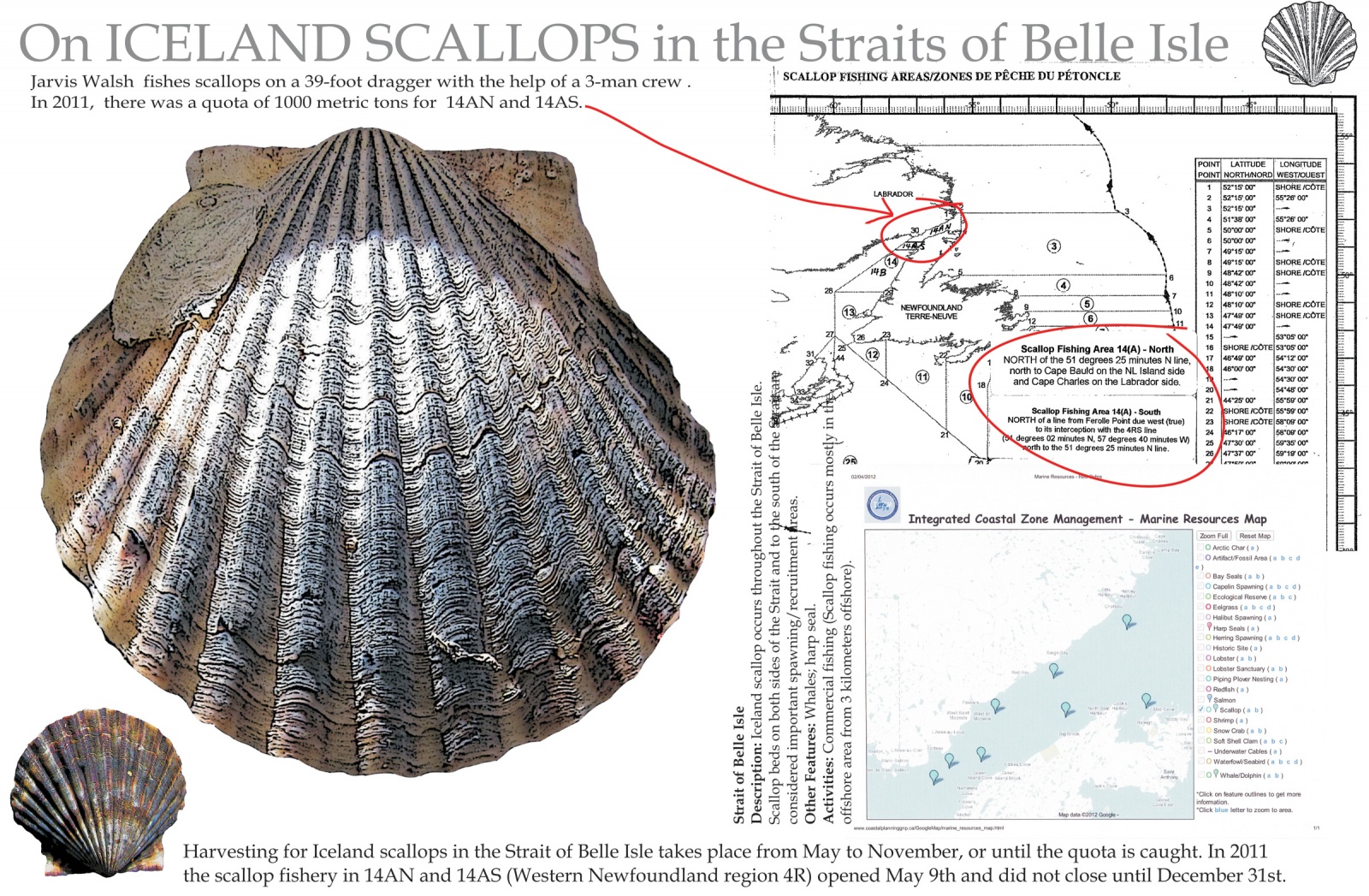 On Iceland Scallops in the Straits of Belle Isle