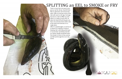 Splitting an Eel to Smoke or Fry