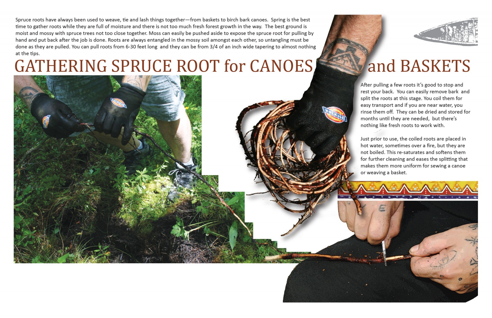 Gathering Spruce Root for Canoes and Baskets